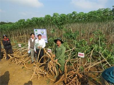 Người Đầu Tiên Đưa Giống Sắn Siêu Bột Về Phú Yên