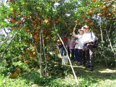 Hội Thi Cây Quýt Hồng Giống Tốt Năm 2015