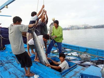 Quảng Ngãi Khai Thác Gần 9.000 Tấn Thủy Sản Trong Tháng Đầu Năm