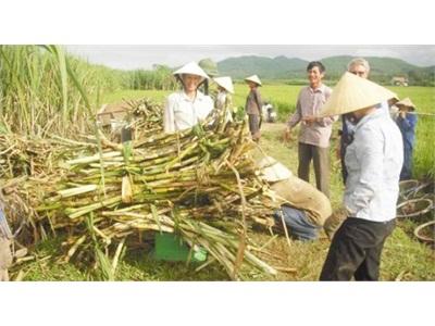 Truy Điểm Yếu Của Ngành Mía Đường