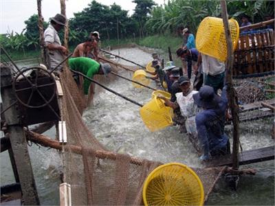 Sẽ Công Nhận Lẫn Nhau Giữa VietGAP Với BAP Trong Nuôi Thủy Sản