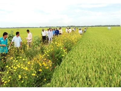 An Giang Đạt 4 Triệu Tấn Lúa