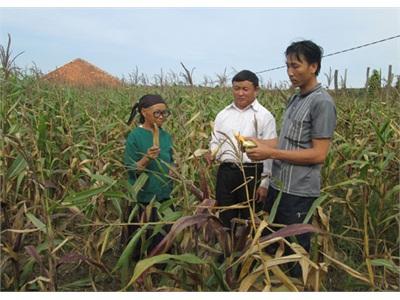 Sản Xuất Vụ Thu Đông Đạt Được Nhiều Kết Quả