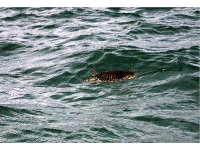 Thả Rùa Biển Nặng Gần 5 Kg Về Biển Quy Nhơn (Bình Định)