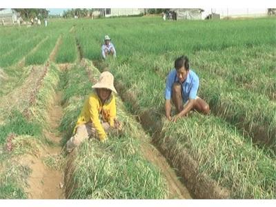 Nông Dân Vĩnh Châu Phấn Khởi Với Giá Hành Tím Vụ Đông Xuân