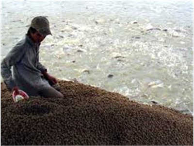 Xí Nghiệp Thức Ăn Chăn Nuôi Thủy Sản Afiex Đạt Doanh Số Gần 1.000 Tỷ Đồng