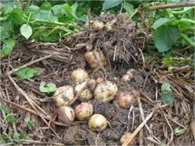 Mô Hình Trồng Cây Khoai Tây Vụ Đông Cho Năng Suất Cao
