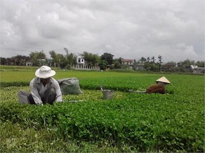 Rau Má Không Tiêu Thụ Được, Nông Dân Thất Thu Hàng Trăm Triệu Đồng