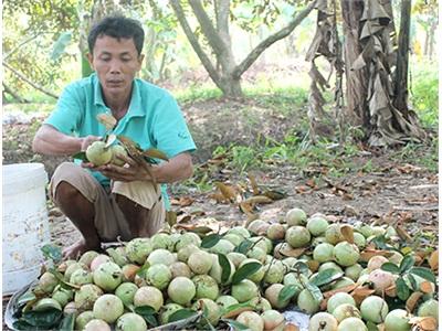 Vú Sữa Giảm Giá, Tiêu Thụ Vẫn Thuận Lợi