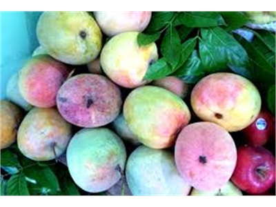 Xoài Australia Có Giá Kỷ Lục 130.000 Đồng/kg