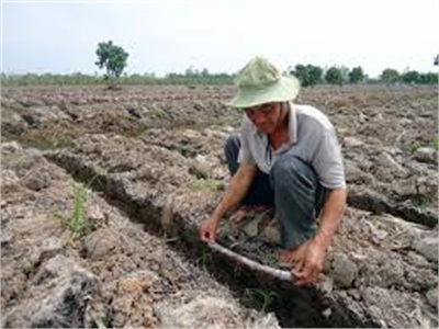 Hậu Giang Xuống Giống Hơn 10.000ha Mía