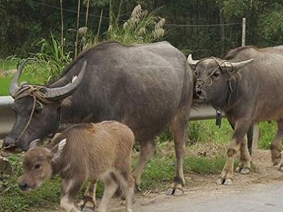 Bệnh giun phổi ở bê, nghé