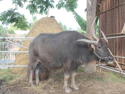 Bệnh xoắn khuẩn (LEPTOSPIROSIS) ở trâu bò