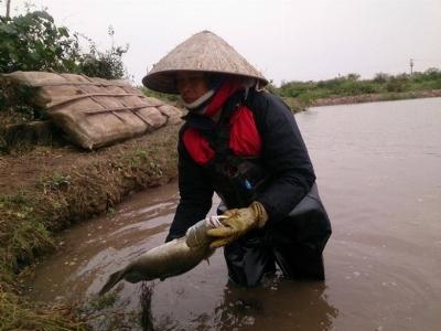 Cá chết trắng ao, người nuôi trắng tay vì rét