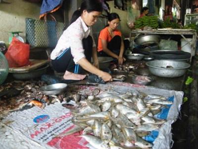 Đặc sản cá mòi đang bị suy giảm nghiêm trọng