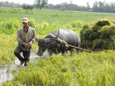 Các yếu tố ảnh hưởng tới lượng thu nhận thức ăn của trâu bò