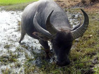 Ghép đôi giao phối trong chăn nuôi gia súc