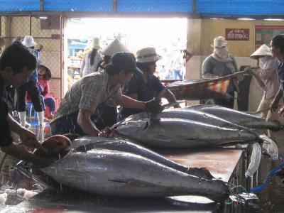 Giá cá ngừ đại dương giảm bất thường