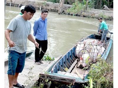 Giá heo hơi bấp bênh người chăn nuôi nhỏ lẻ ngại tái đàn