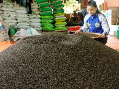 Giá hồ tiêu tụt dốc không phanh