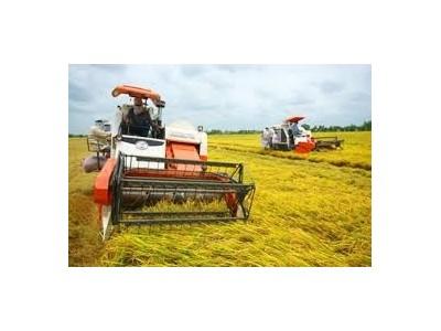 Giá lúa đông xuân sớm tăng cao