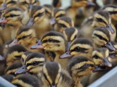 Bí quyết vàng kiếm tiền tỷ từ chọn giống vịt trời