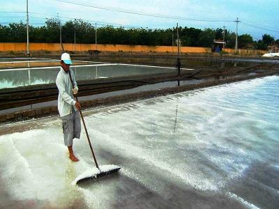 Hái lộc đầu năm cùng diêm dân Ninh Thuận