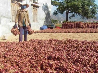 Đầu năm hành tím tăng giá, nông dân phấn khởi vì có lãi