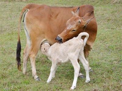 Kỹ thuật nuôi bò cái sinh sản