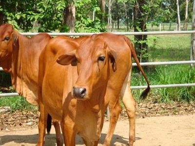 Kỹ thuật nuôi bò sinh sản và bê lai