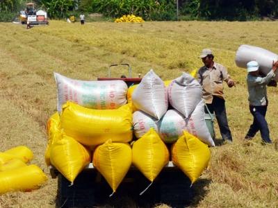 Nông dân bán ruộng lúa non để tránh hạn, mặn kỷ lục