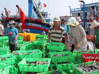 Ngư dân Ninh Thuận trúng mùa cá nục