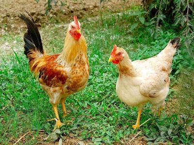 Phòng và trị bệnh viêm phế quản truyền nhiễm ở gà