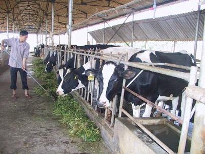 Phương pháp dựng chuồng trại nuôi bò hiệu quả và một số yêu cầu kĩ thuật cần thiết