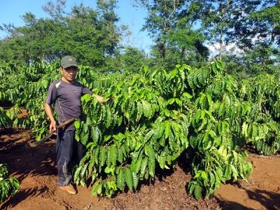 Nông dân cắn răng vay vốn tái canh cà phê