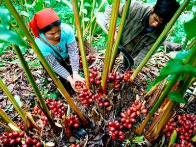 Hậu băng tuyết, thảo quả chết hàng loạt