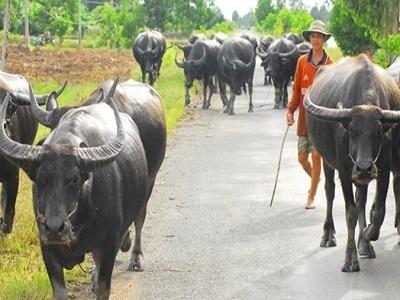 Thức ăn và tạo nguồn thức ăn cho trâu