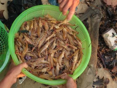 Ngư dân vùng bãi ngang trúng đậm tôm biển