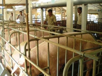 Hỗ trợ 8 tỷ đồng thực hiện dự án trang trại nuôi heo
