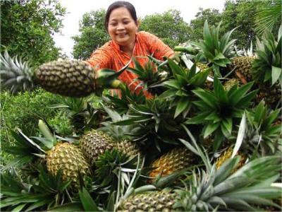 Lãi hơn 40 triệu đồng/ha từ trồng dứa