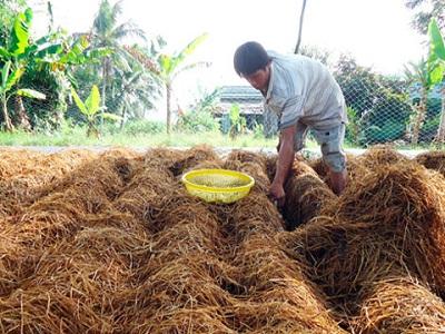 Ủ rơm làm thức ăn cho trâu, bò