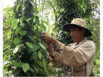 Giá tiêu cao kỷ lục, người trồng đỏ mắt tìm công hái