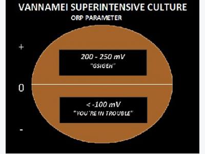 Vannamei superintensive culture - ORP an essential tool for water quality monitoring