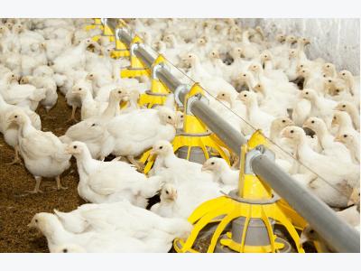 9 challenges facing US poultry producers in 2017