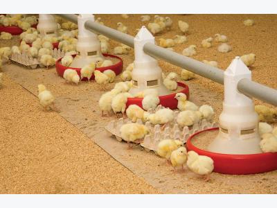 GFSI: What the animal feed industry needs to know
