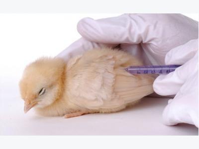 Subpopulations for IBV poultry vaccine identified