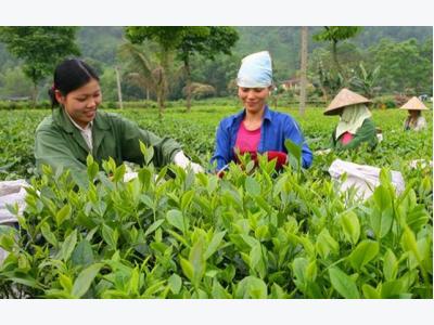 Thai Nguyen boosts organic farming