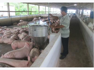 Loay hoay xuất khẩu… vì rào cản thú y