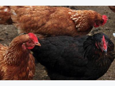 Practical tips to keep poultry free of avian flu