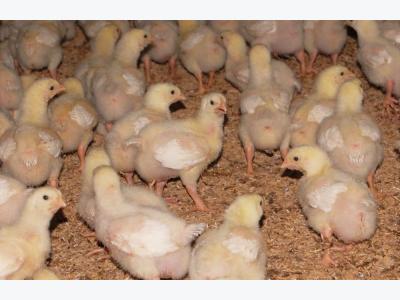 Responsible use in poultry rather than antibiotic-free